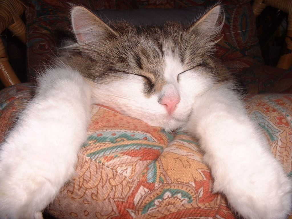Спящая кошка