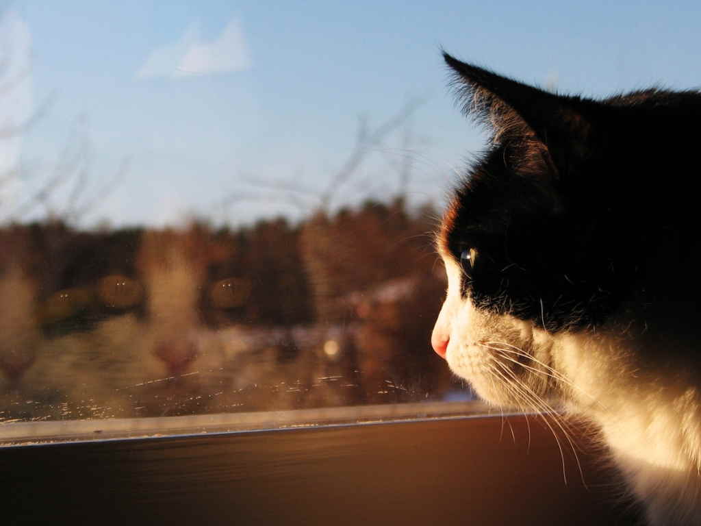 Кот у окна