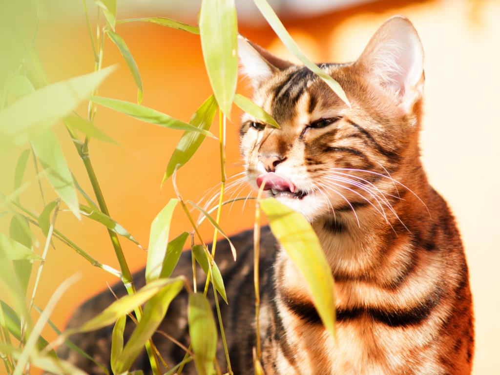 Кошка кушает траву