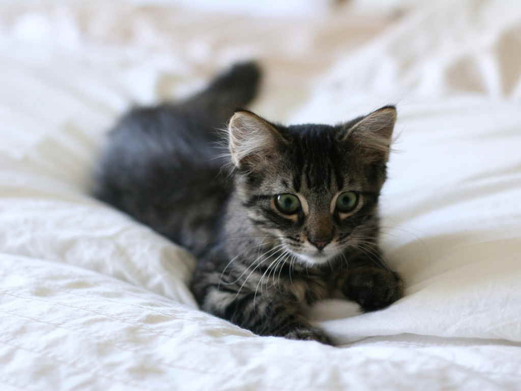Котенок на одеяле