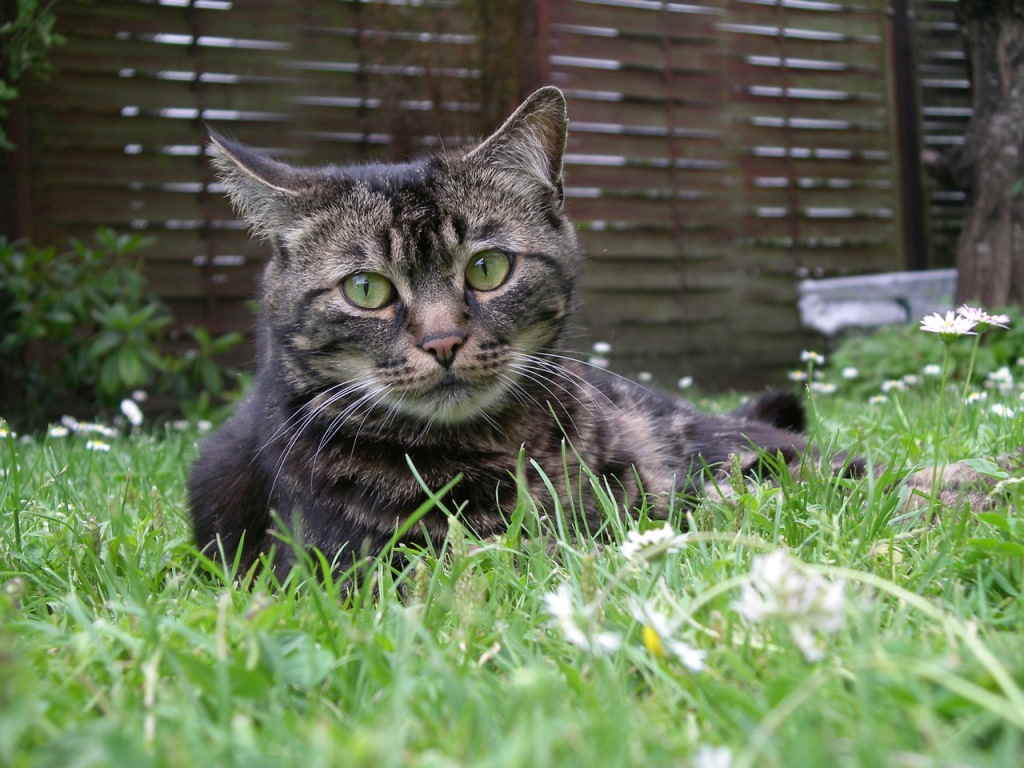 Кот лежит на траве