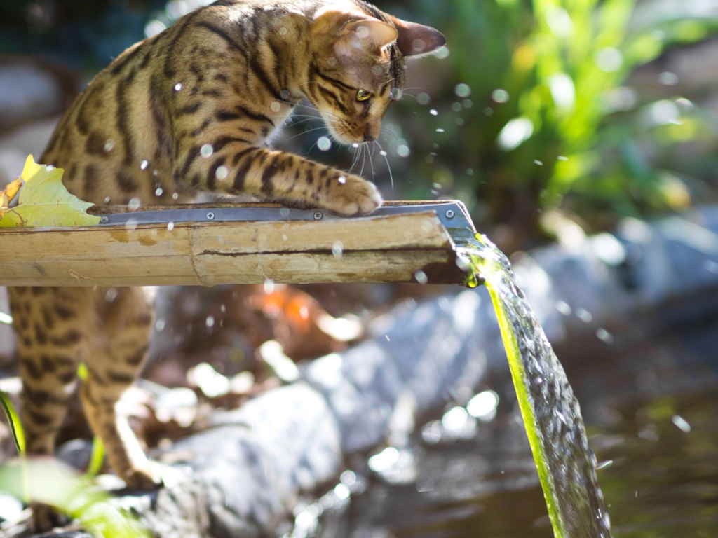 Котенок и вода
