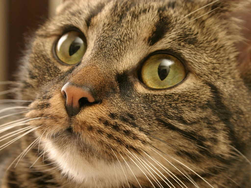 У уличного котенка гноятся глаза чем лечить