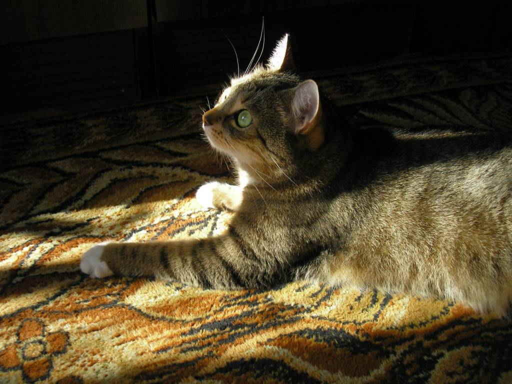 Кот на ковре