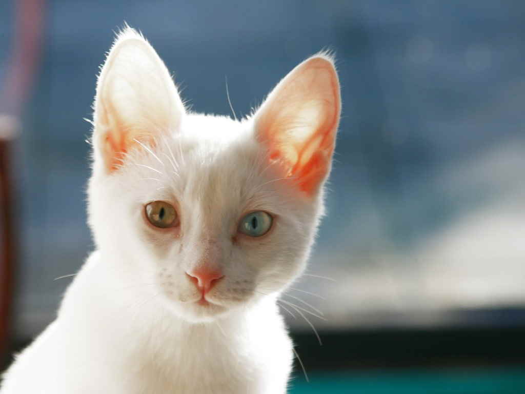 Энтерит у кошек: признаки и лечение заболевания, в том числе у котят, меры профилактики