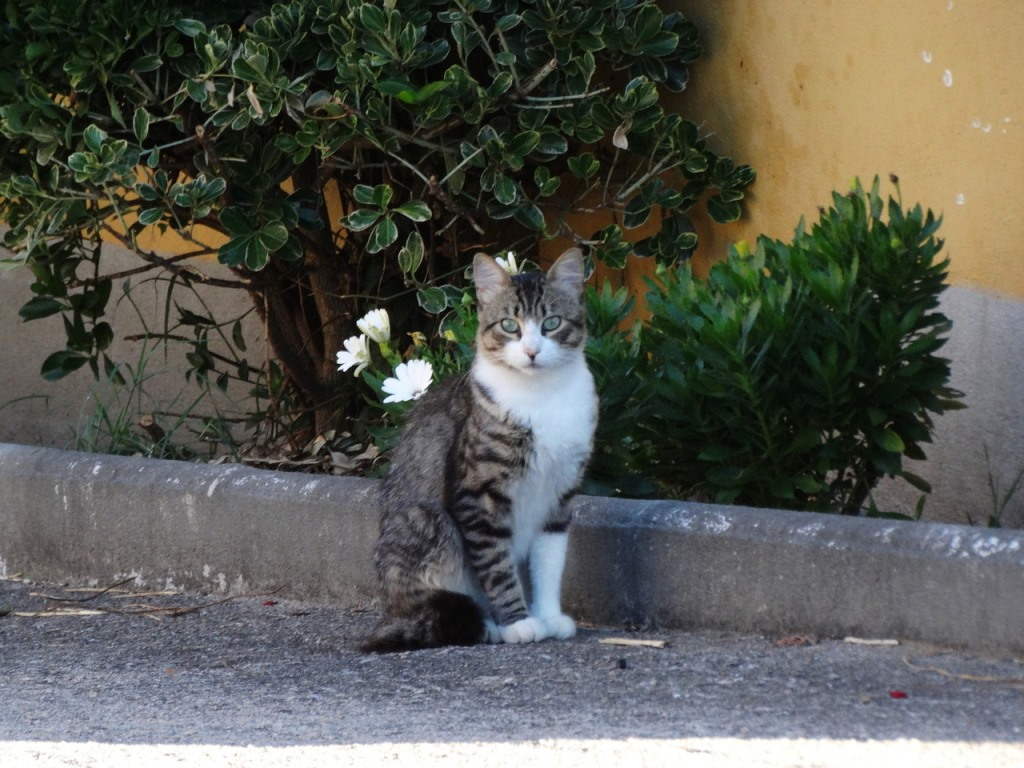 Кошка на улице