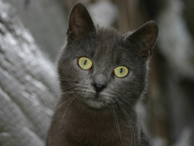 Серый кот смотрит