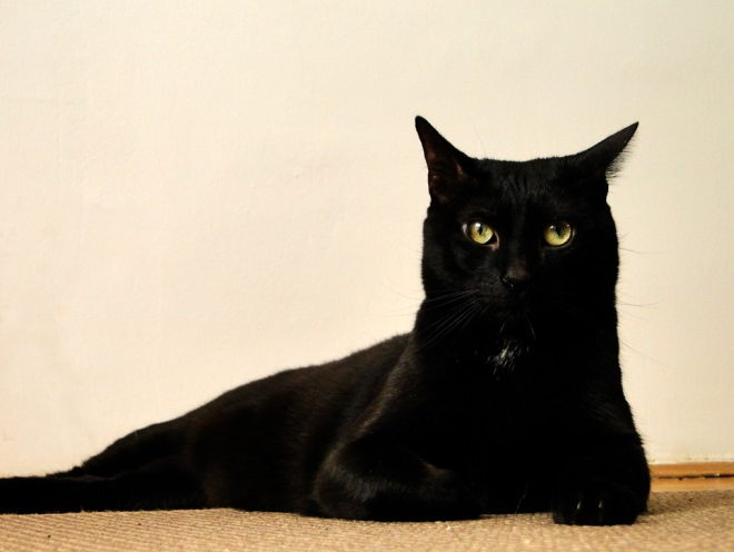 Черная кошка лежит