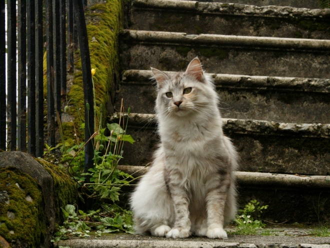 Кот сидит возле ступенек