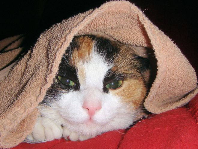 Кошка согревается под полотенцем