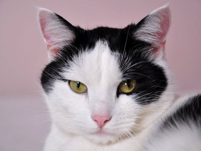 Черно-белый кот внимательно смотрит