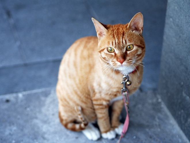 У кота увеличена печень чем лечить: гепатомегалия у кошек