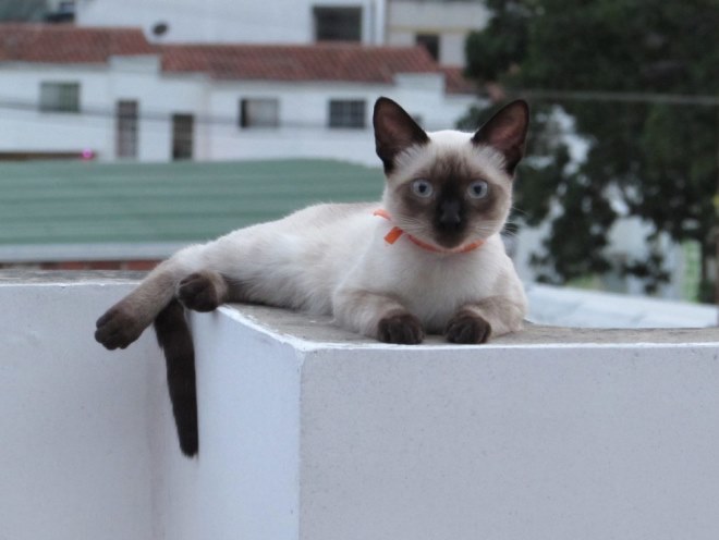 Кошка забралась на крышу и лежит