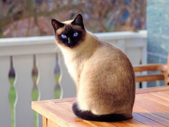 Сиамский кот сидит на столе