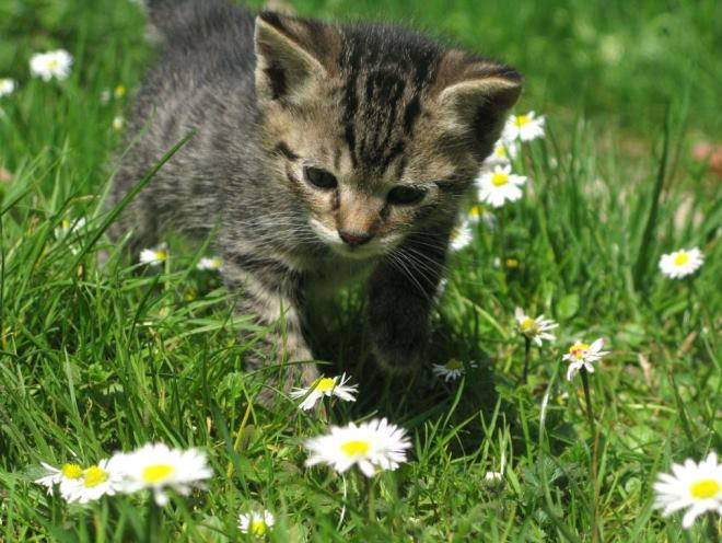 Котенок гуляет по траве