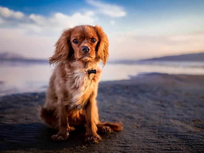 Лямблиоз у собак: симптомы, лечение и опасен ли для человека