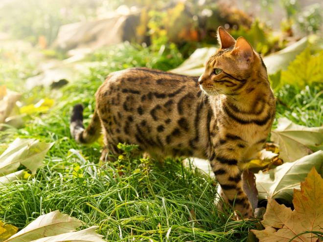 Кот на прогулке на природе