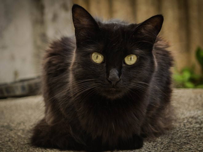 Черный кот лежит на улице