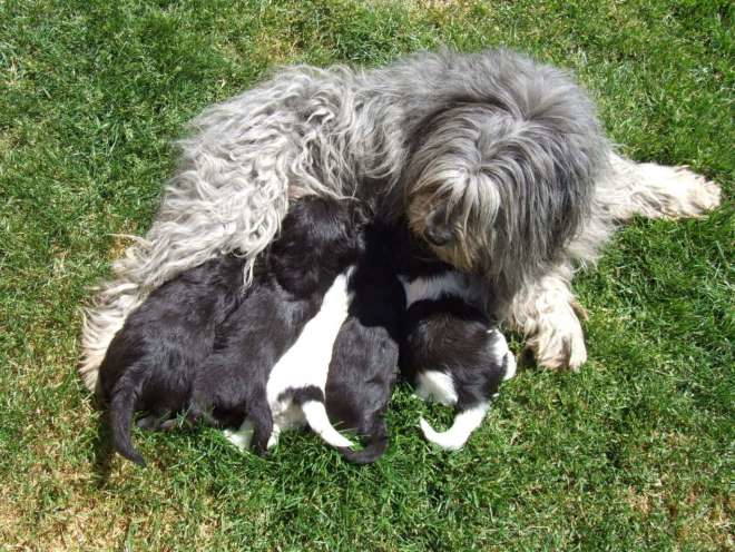 Собака кормит своих малышей