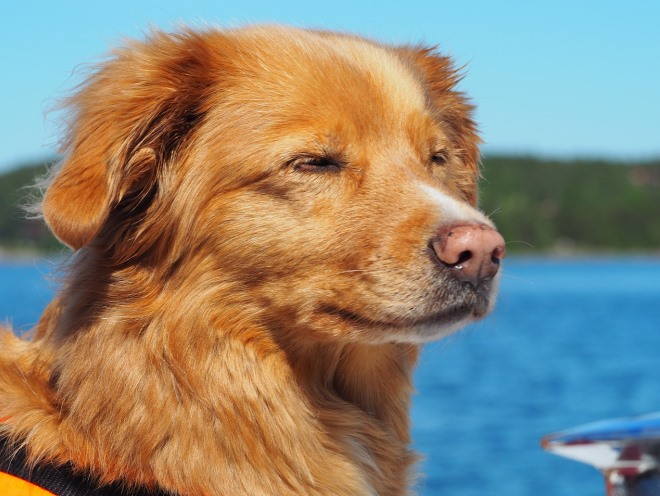 Собака закрыла глаза от солнца