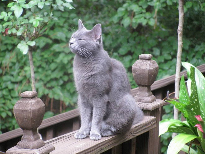 Кошка сидит в саду