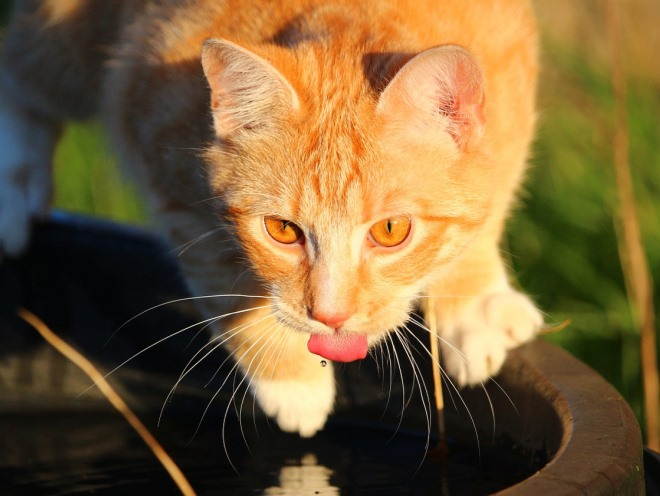 Кошка пьет воду с бочки