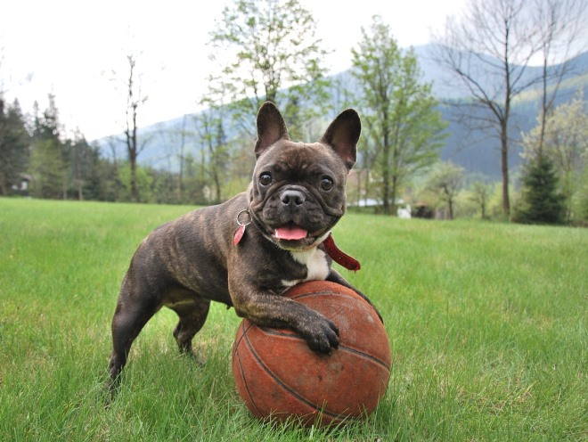 Собака хочет играть с мячом