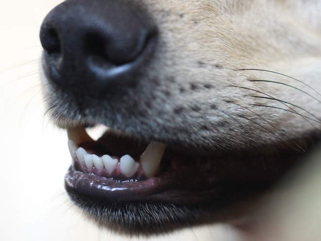 Ровные зубы у собаки