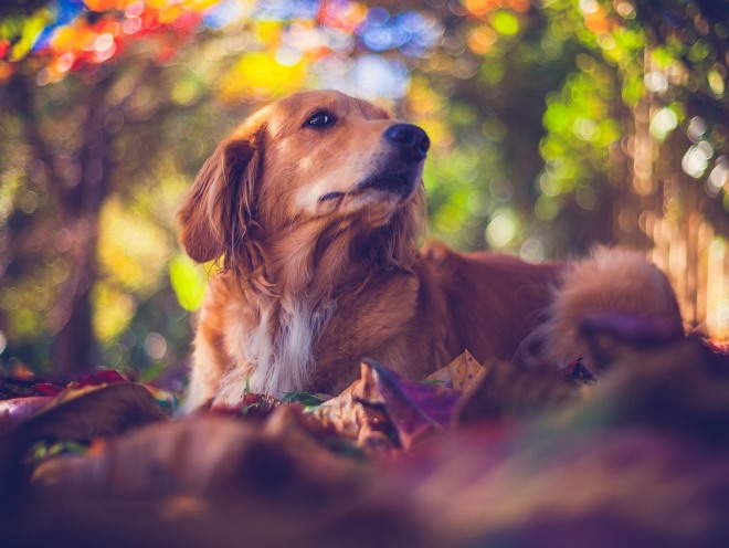 Собака легла среди листьев в парке