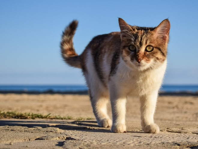 Кошка гуляет на набережной