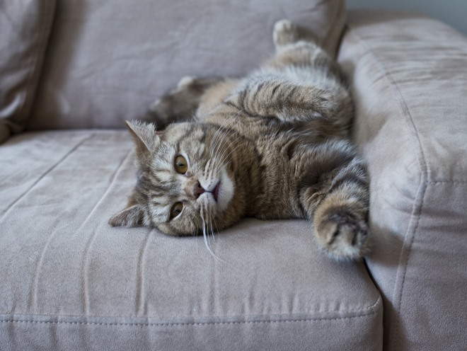 Кошка растянулась на диване