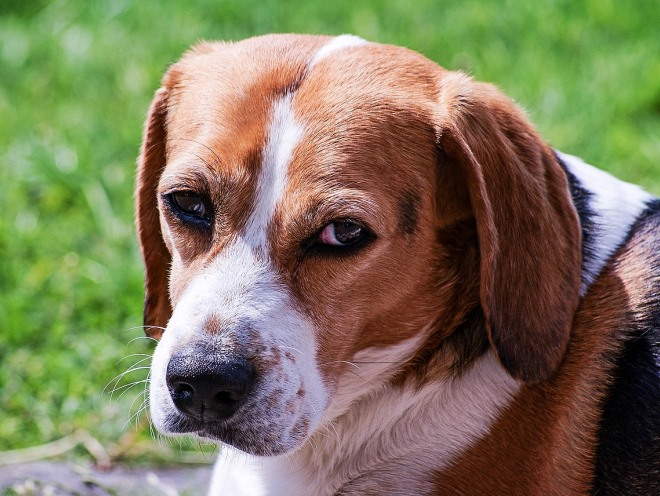 У собаки грустные глаза