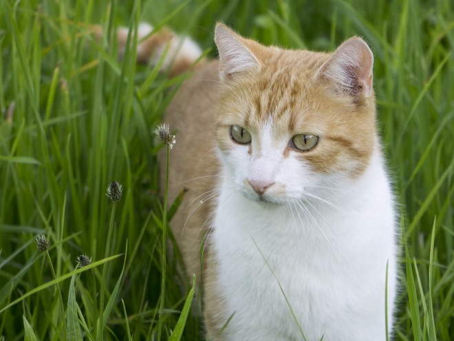 Кошка ходит среди травы