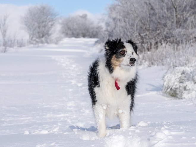 Собака бегает по улице зимой