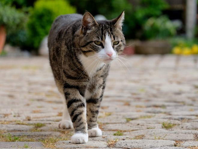 Кошка гуляет по улицам