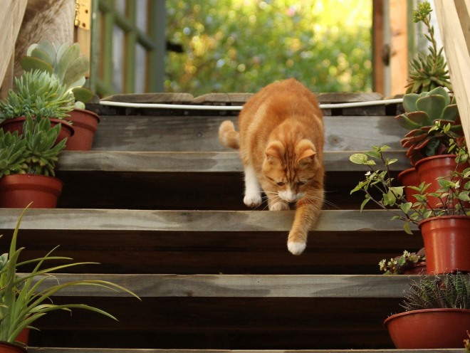 Кот осторожно спускается по лестнице