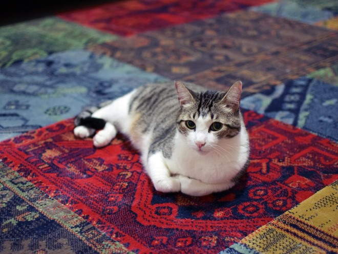 Кошка лежит дома на полу