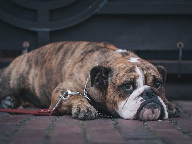 Собака лежит на улице грустная