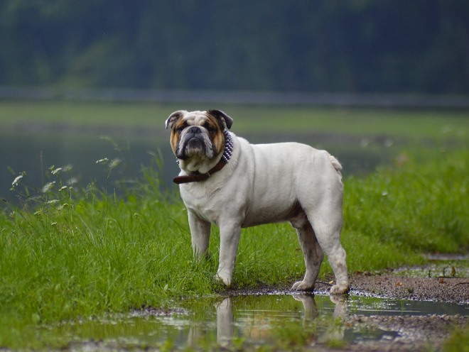 Собака остановилась у озера