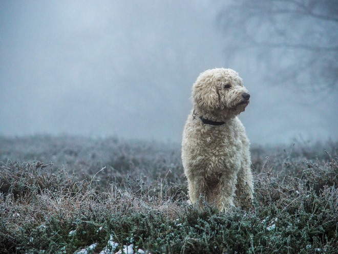 Собака гуляет в туманную погоду