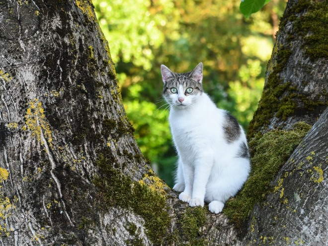 Кошка сидит на большом дереве