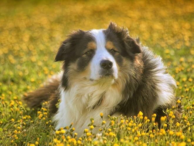 Собака лежит на траве в поле