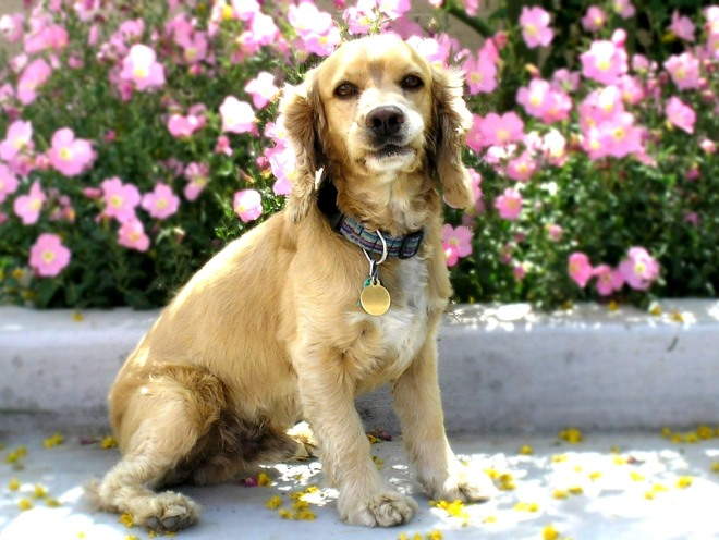 Собака сидит у цветника