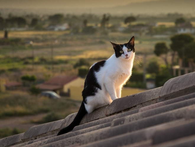 Кошка лазит по крыше