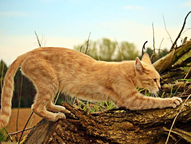 Кошка точит ногти об дерево