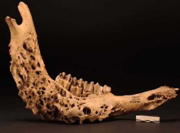 Кракен через тор лечение питомцев