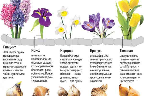 Krab20 at лечение питомцев