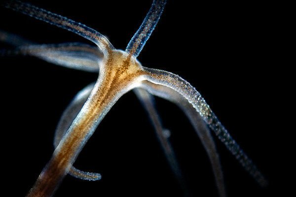 Krab18 at ветеринар гид