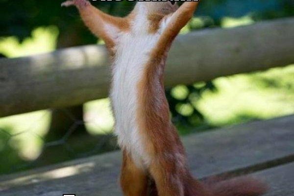 Kraken7 лечение питомцев