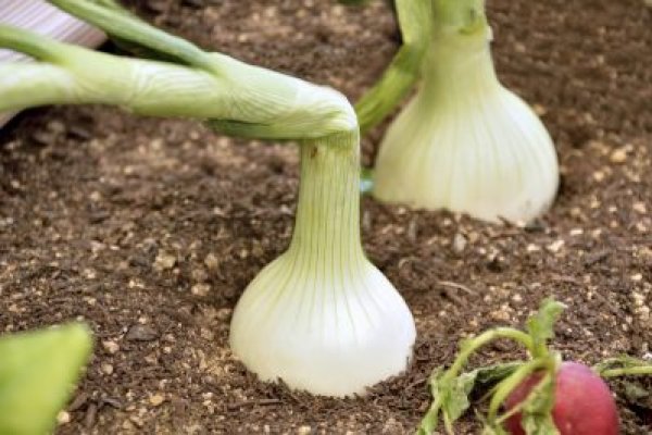 Восстановить аккаунт на кракене ветеринар гид